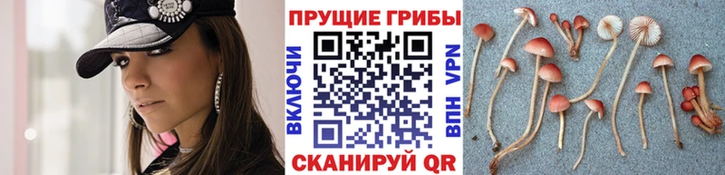 kraken ССЫЛКА  Сорск  Галлюциногенные грибы GOLDEN TEACHER 